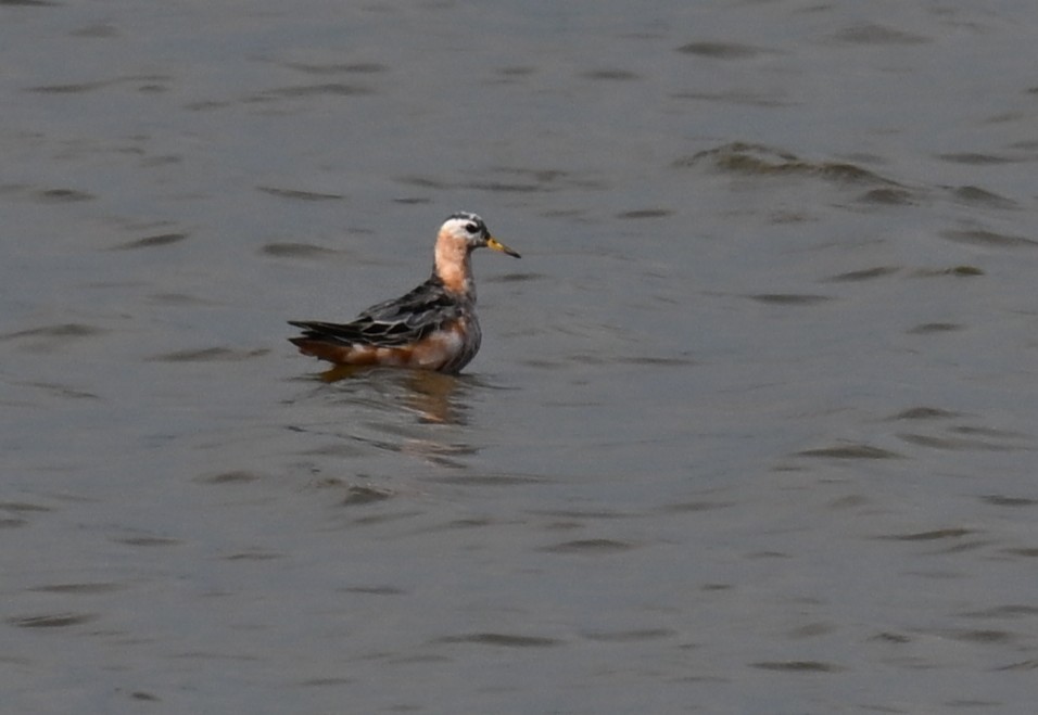 Red Phalarope - ML639439190