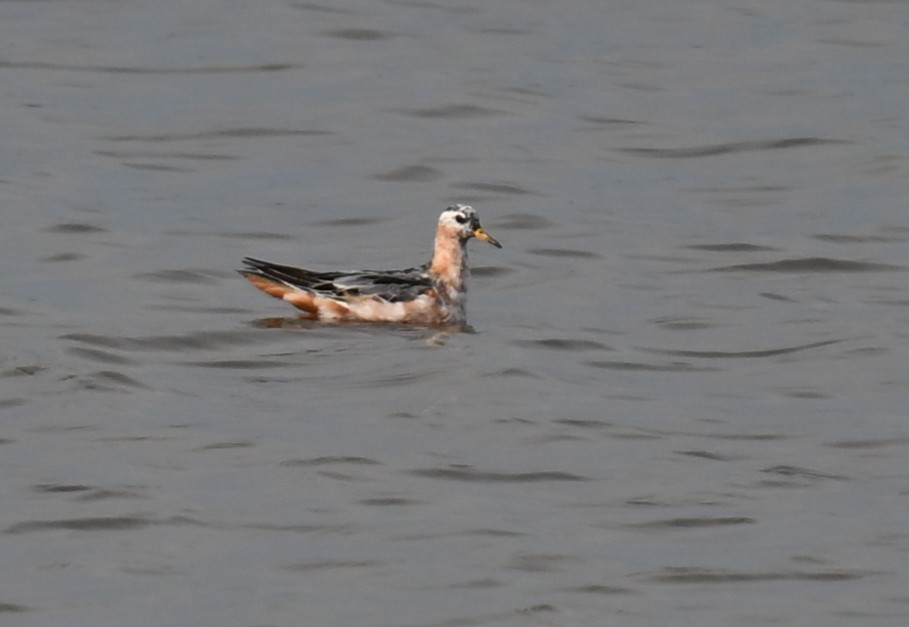 Red Phalarope - ML639439191