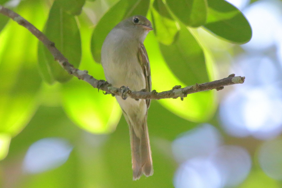 Small-billed Elaenia - ML639439196