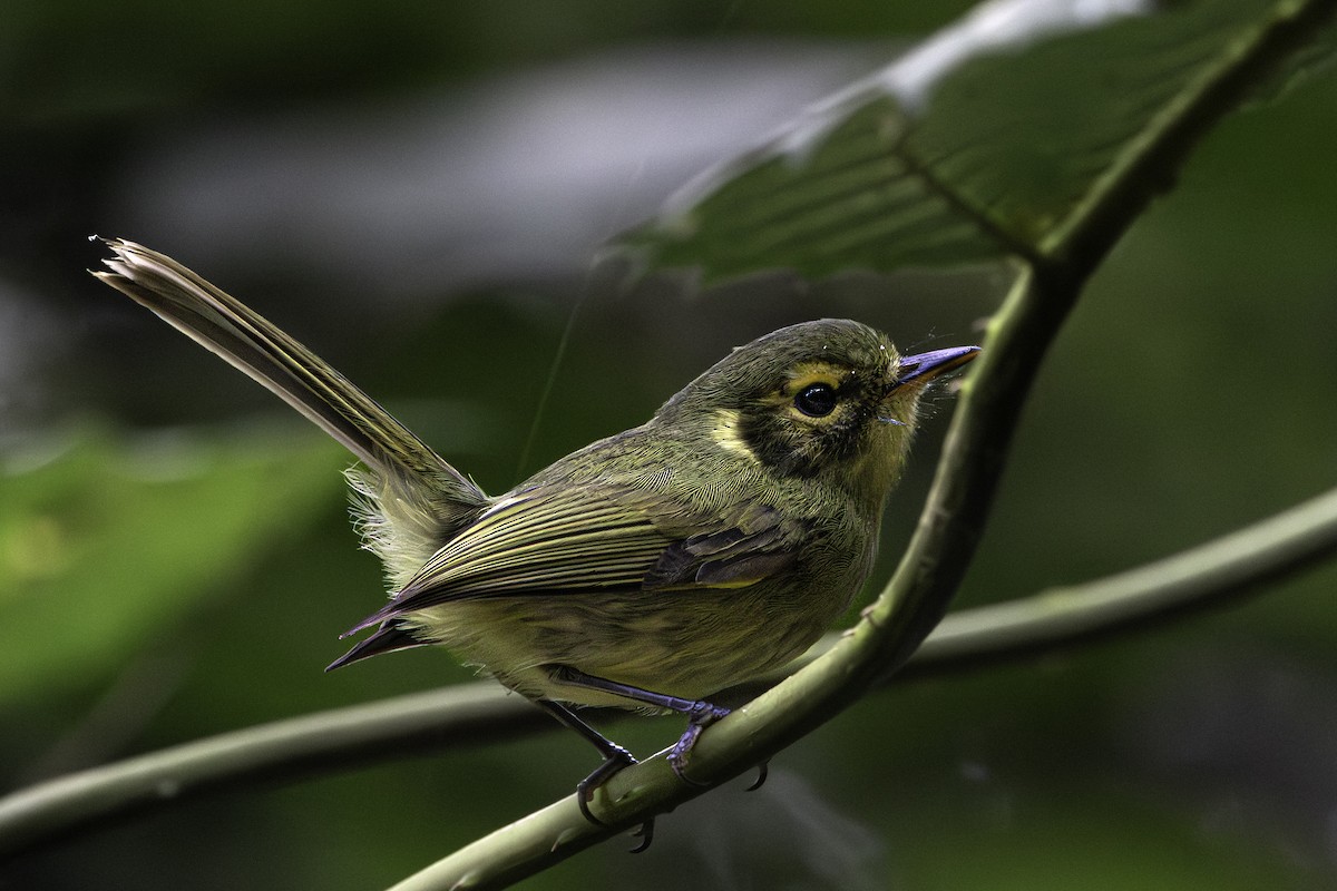 Oustalet's Tyrannulet - ML639439198