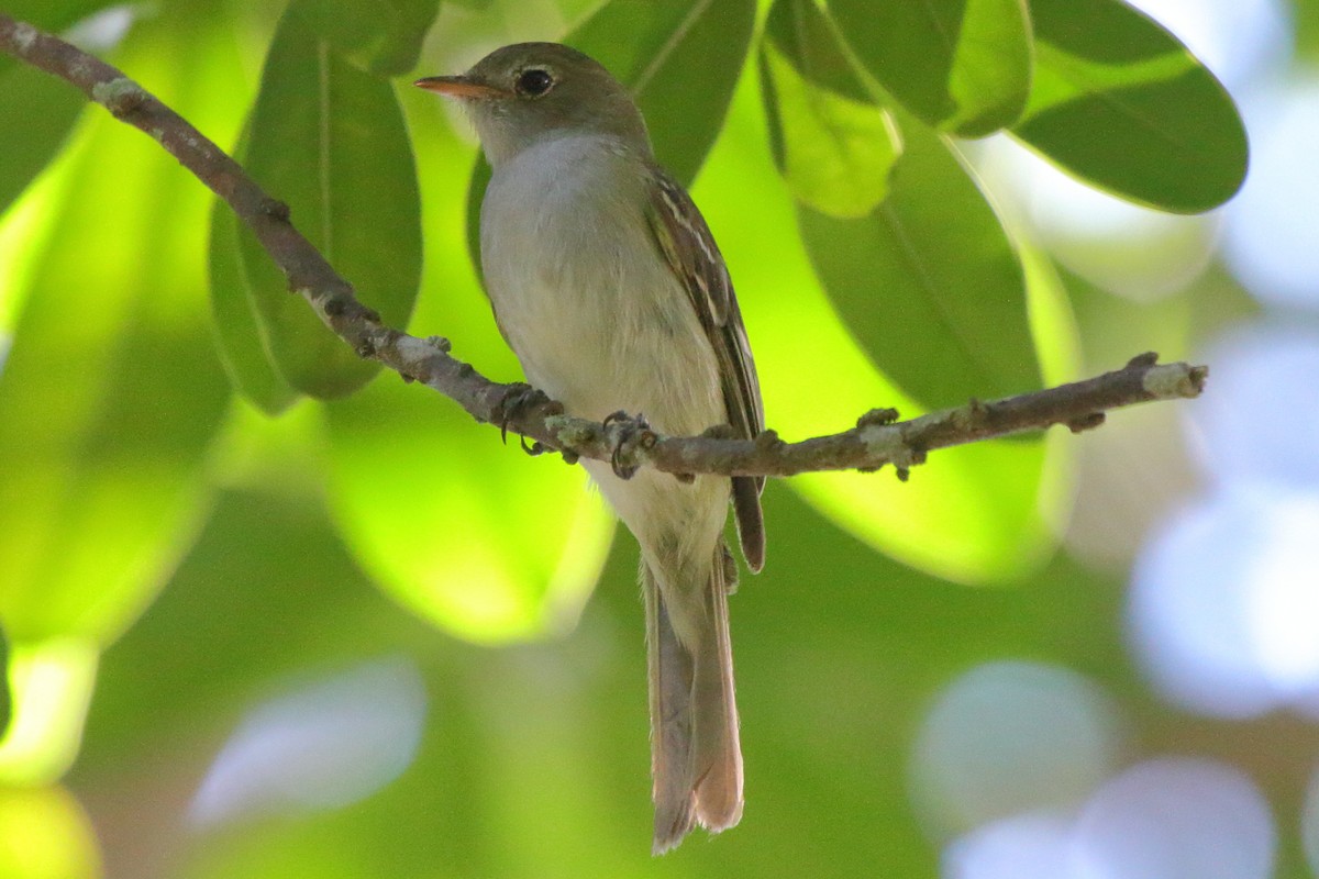Small-billed Elaenia - ML639439208