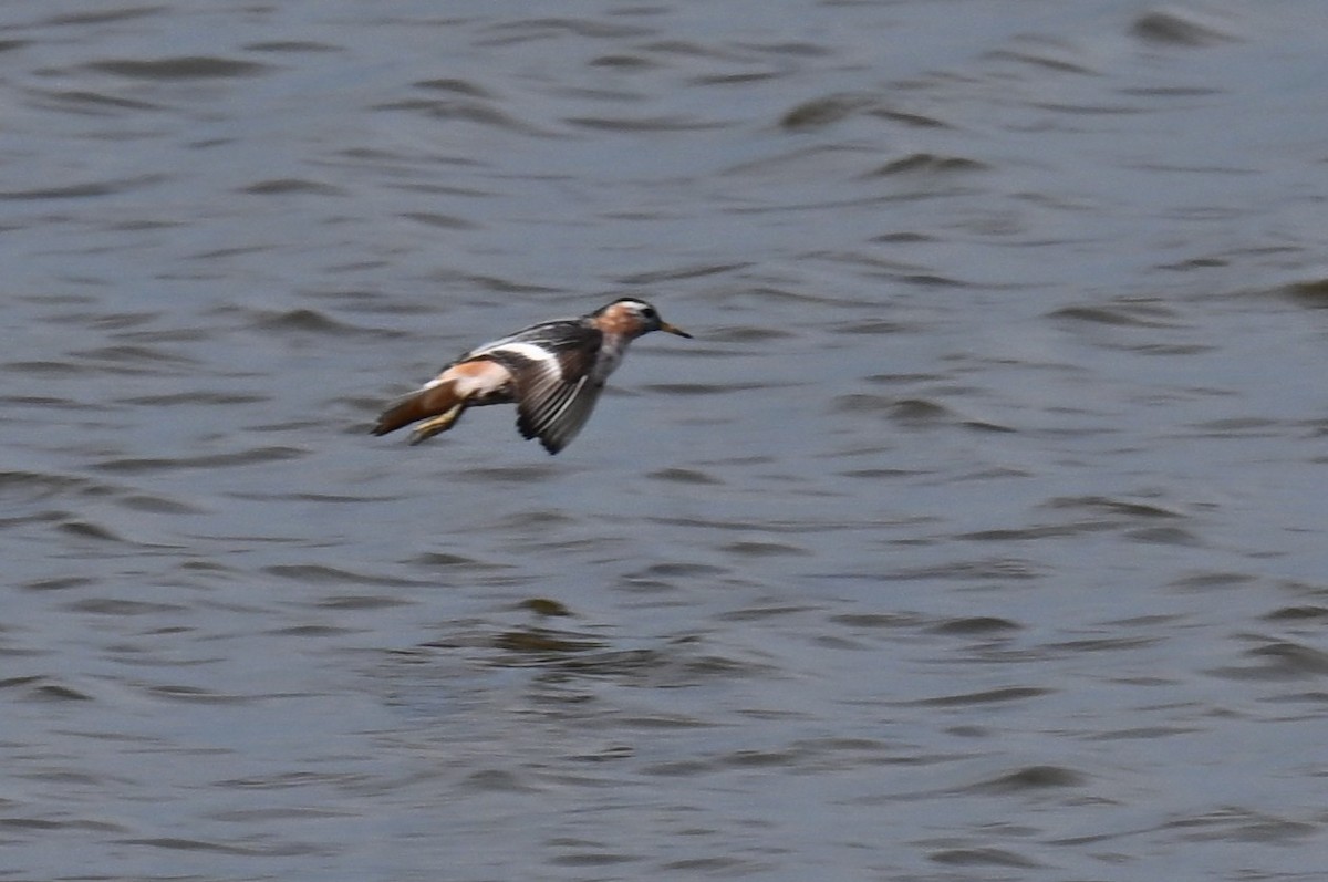 Red Phalarope - ML639439221