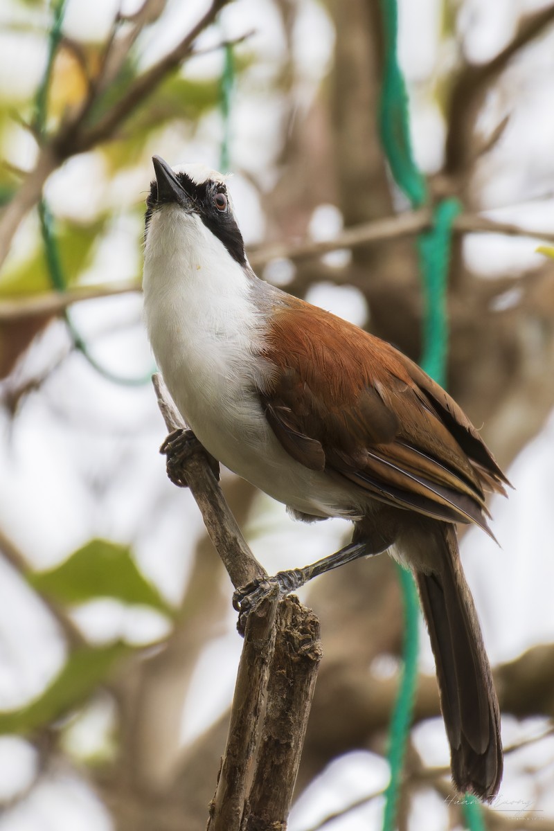 White-crested Laughingthrush - ML639439245