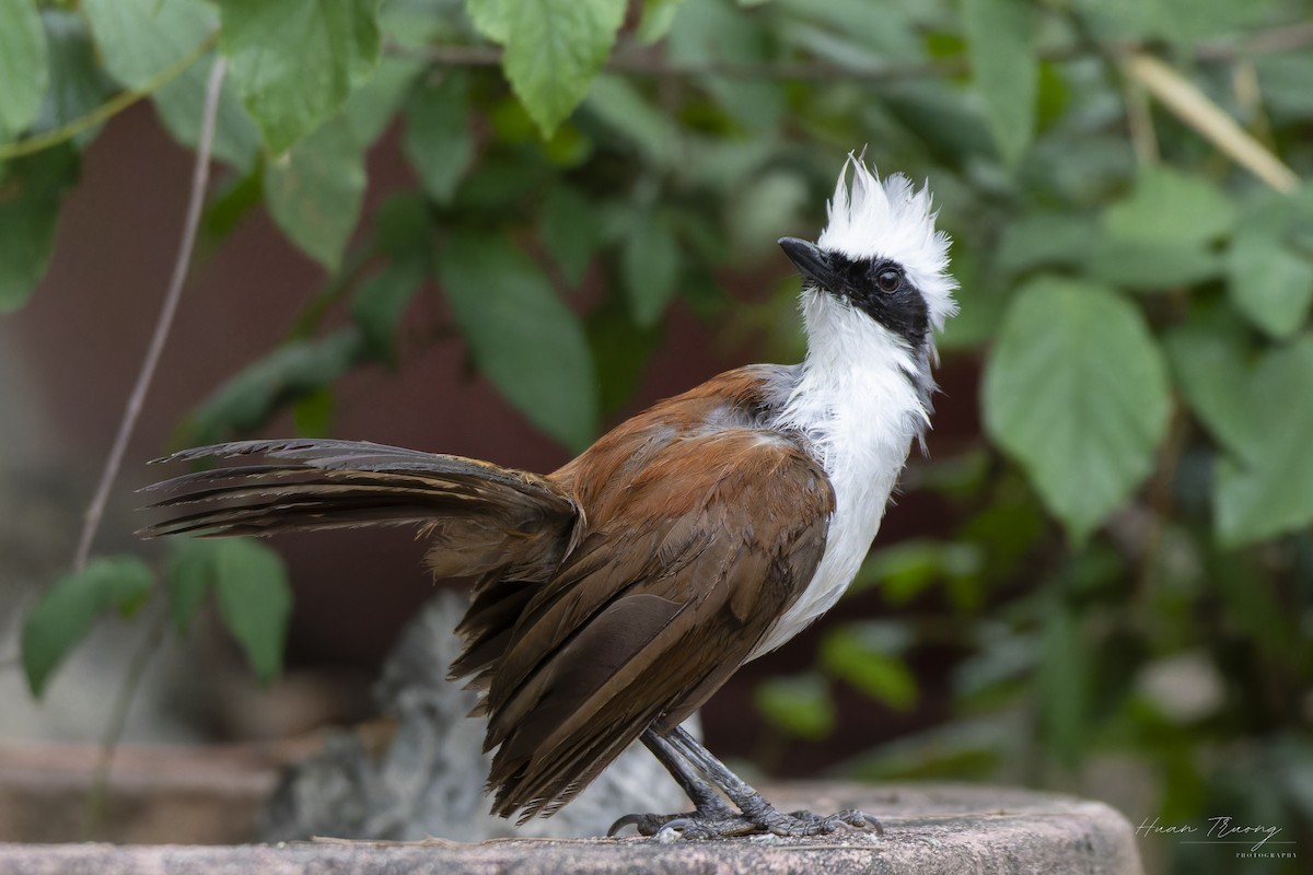 White-crested Laughingthrush - ML639439247