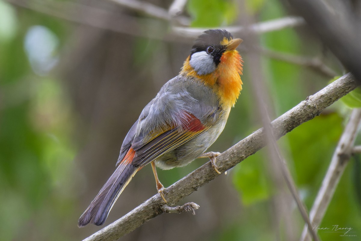 Silver-eared Mesia - ML639439255