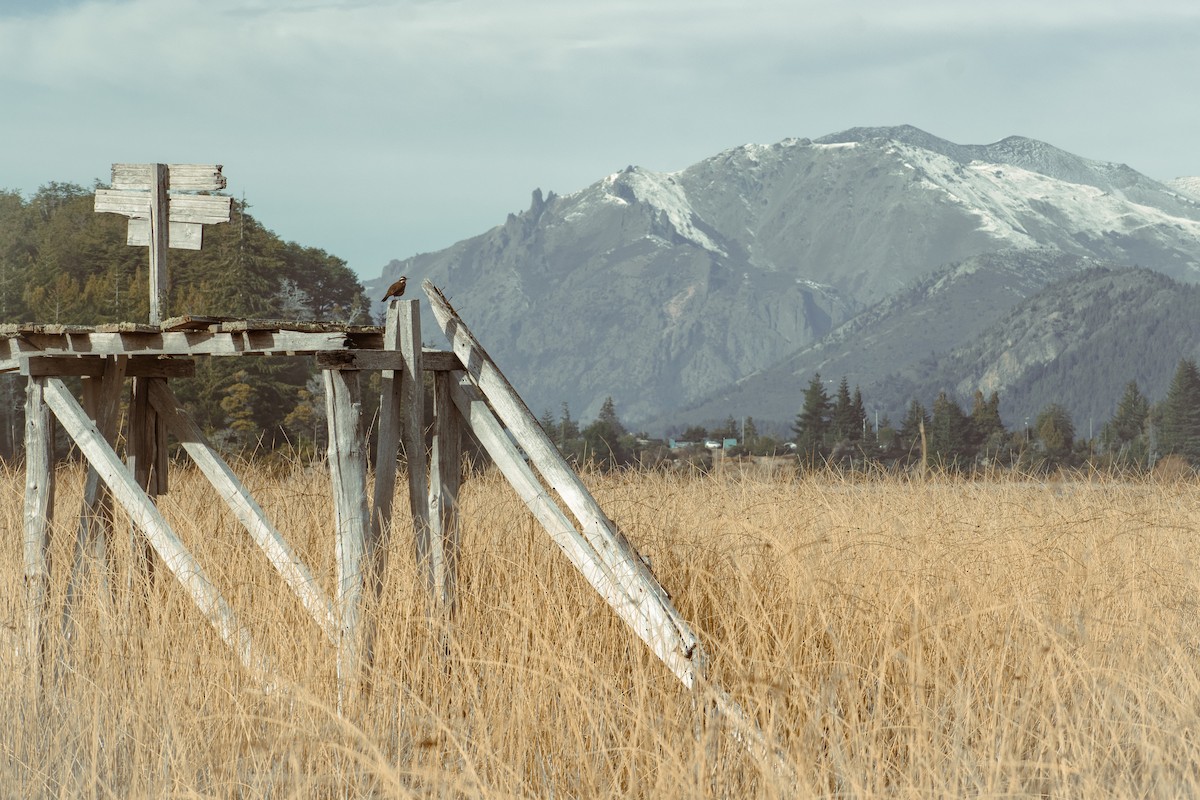 Dark-bellied Cinclodes - ML639439256