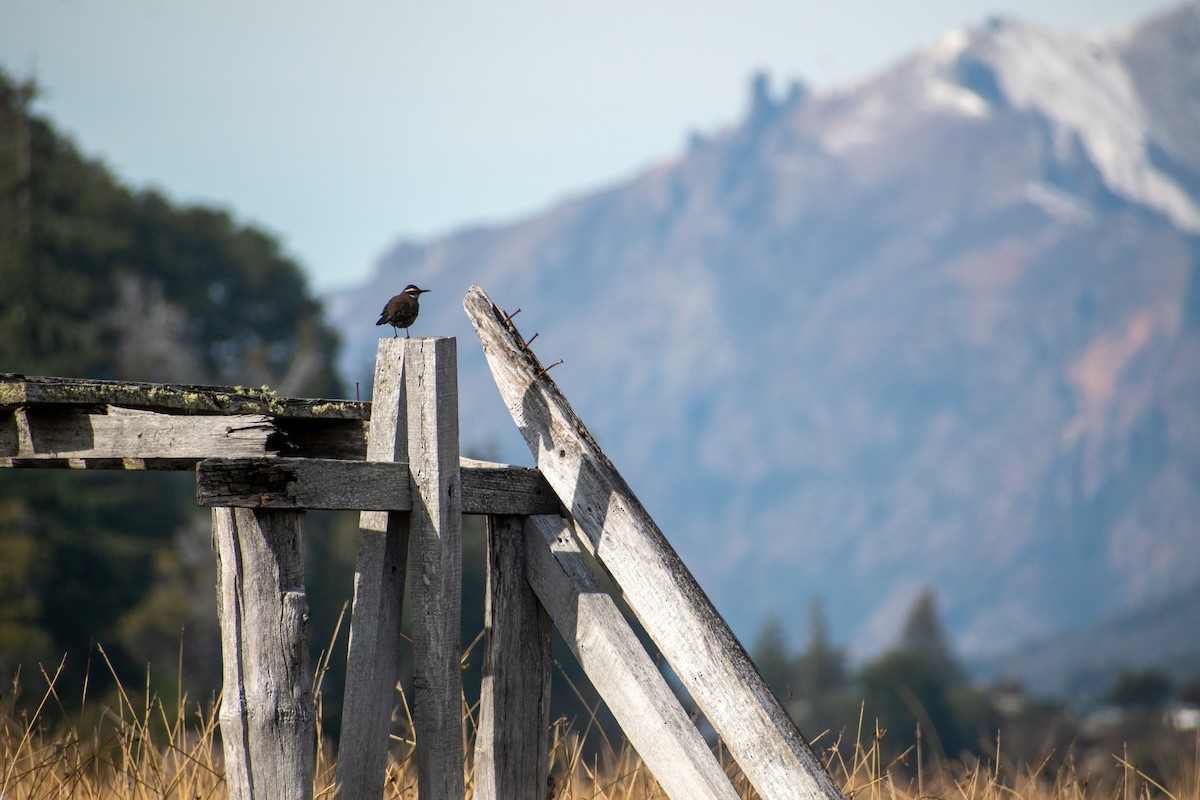 Dark-bellied Cinclodes - ML639439257