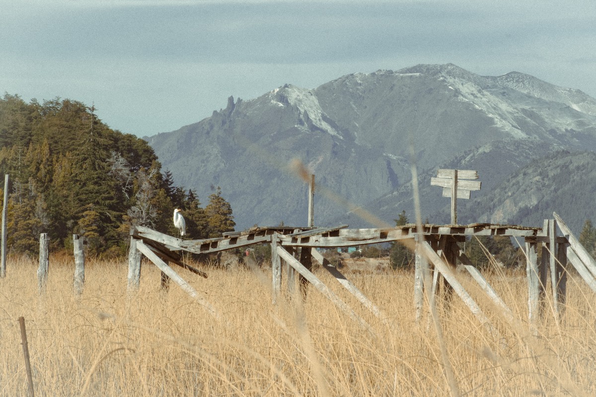 Great Egret - ML639439275