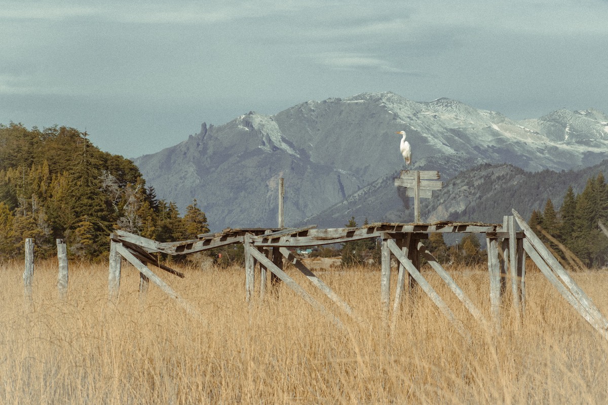 Great Egret - ML639439276