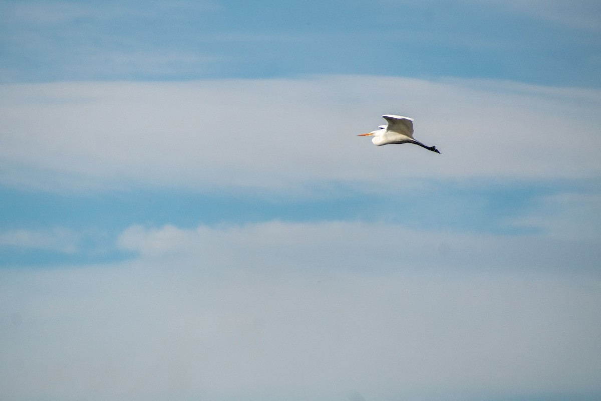 Great Egret - ML639439277