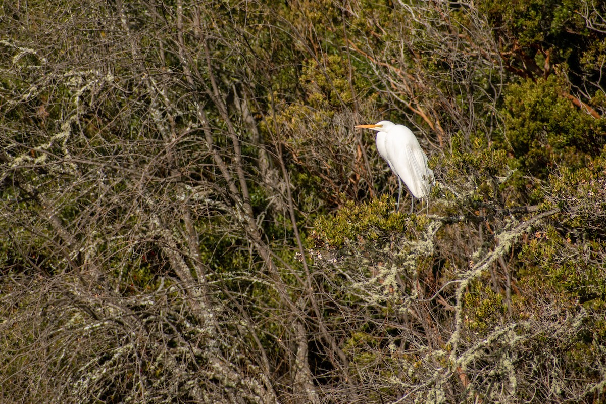 Great Egret - ML639439278