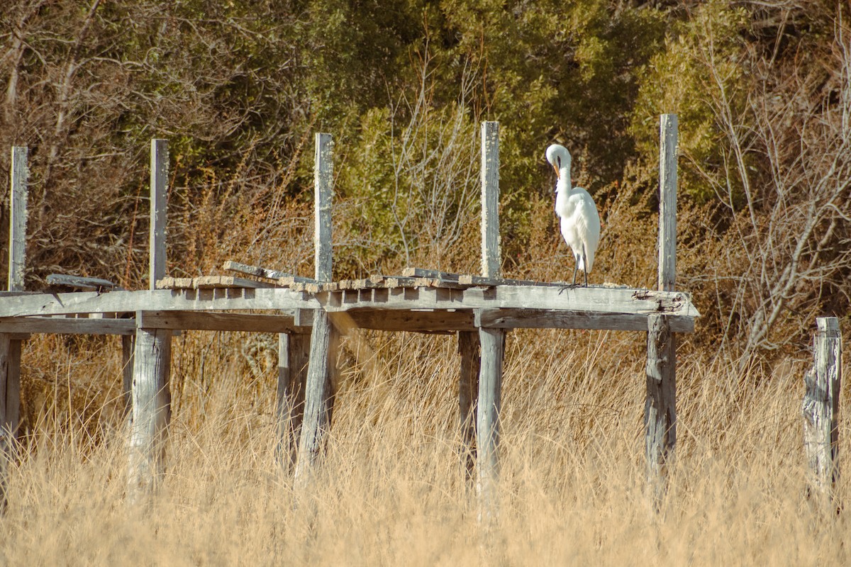 Great Egret - ML639439279