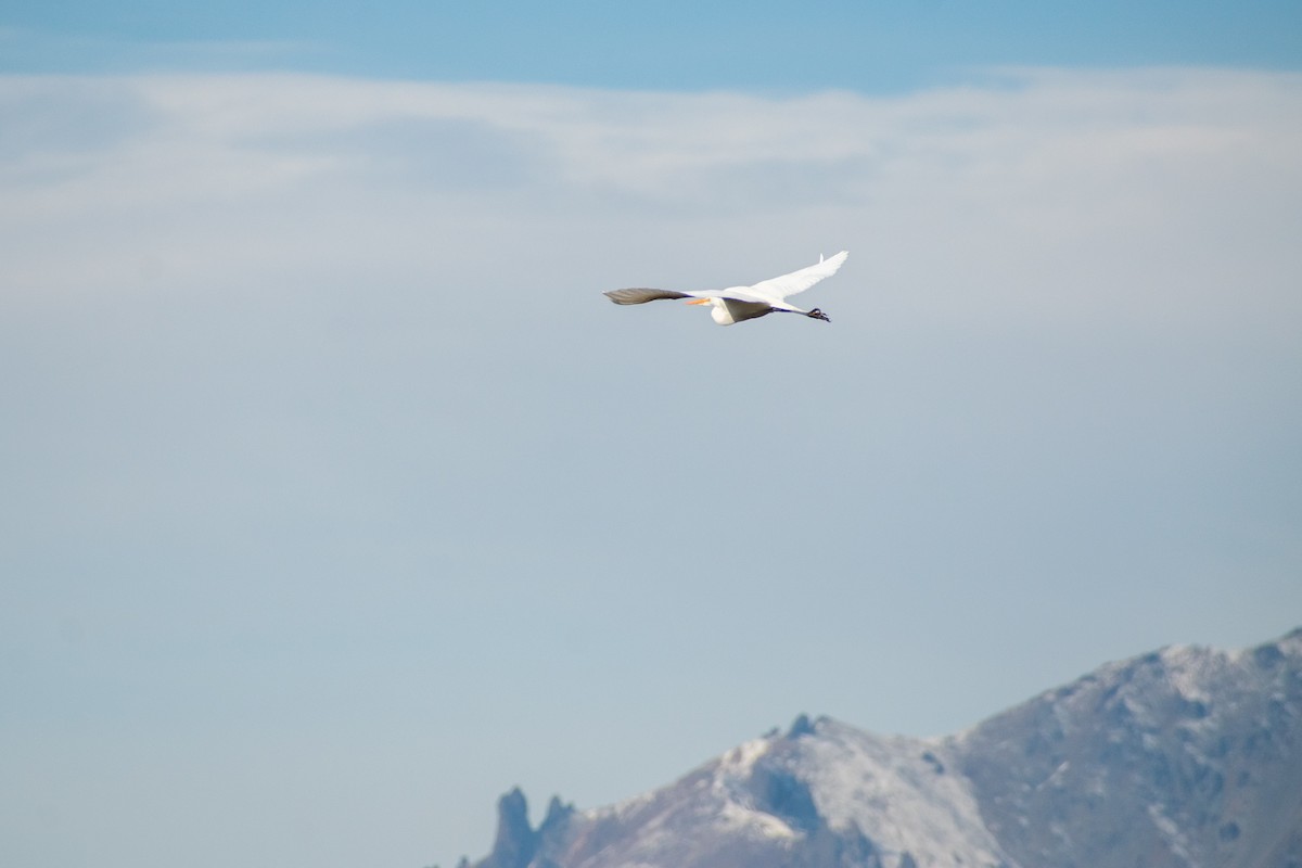 Great Egret - ML639439280