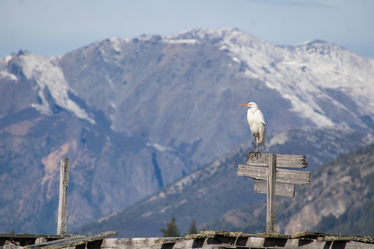 Great Egret - ML639439281