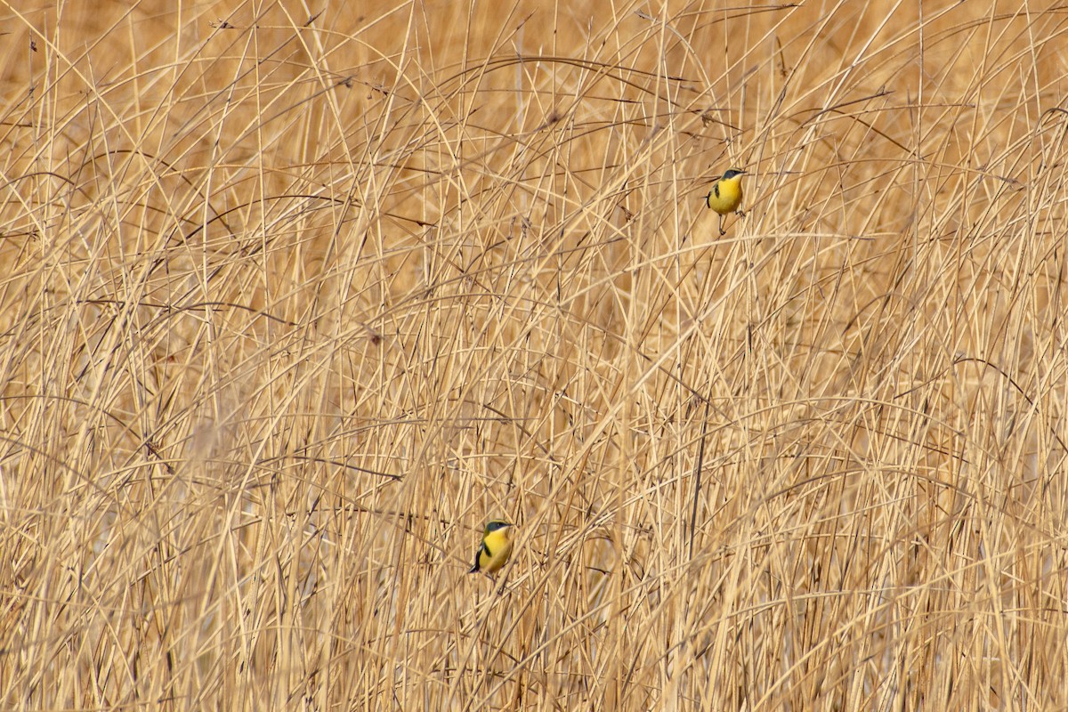 Many-colored Rush Tyrant - ML639439292