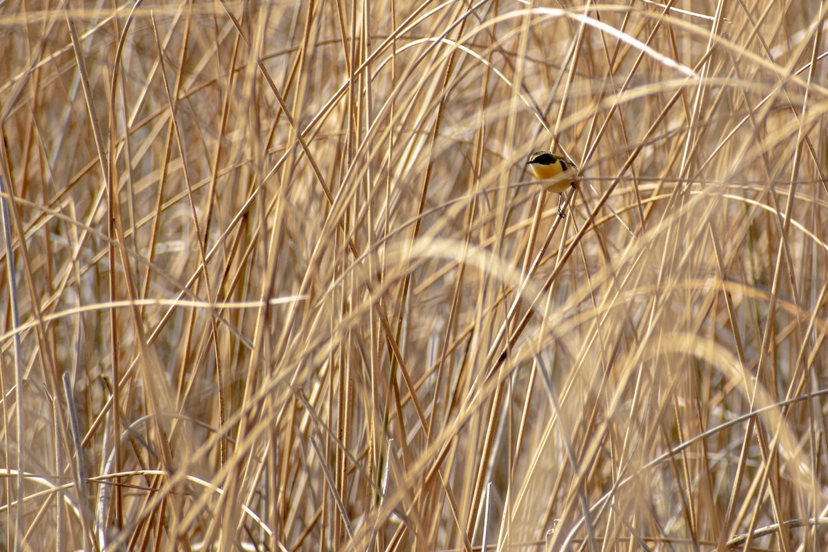 Many-colored Rush Tyrant - ML639439293