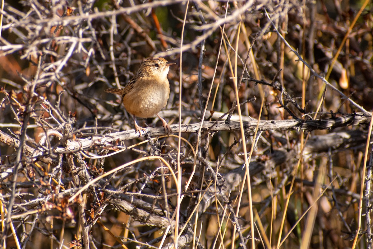 Grass Wren - ML639439303