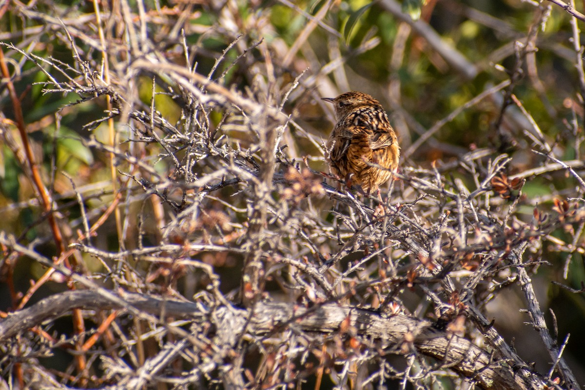 Grass Wren - ML639439304