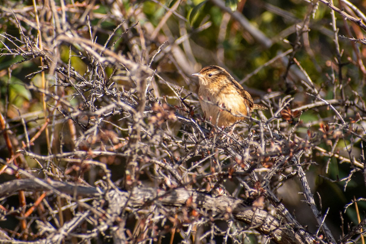 Grass Wren - ML639439305