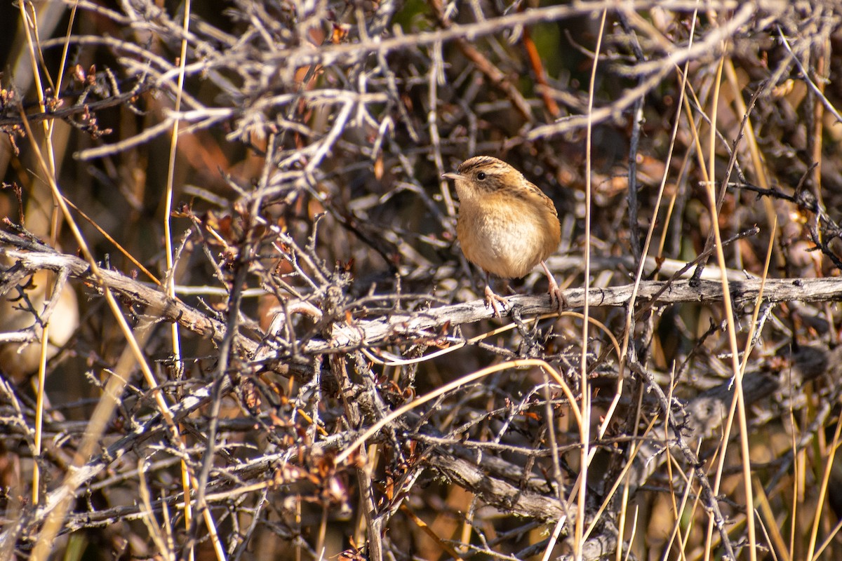 Grass Wren - ML639439306
