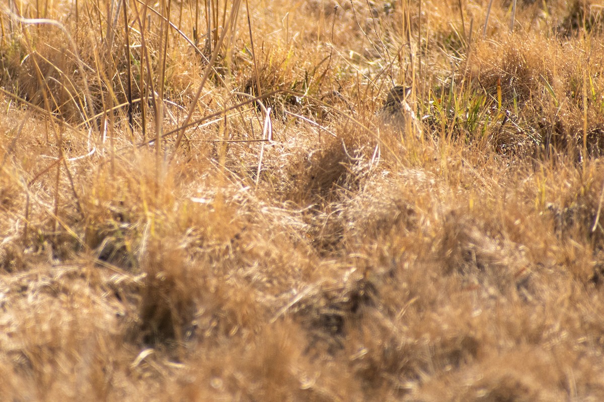 Correndera Pipit - ML639439325