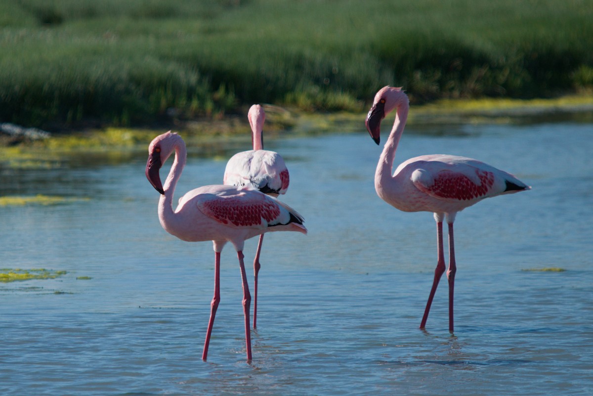 Lesser Flamingo - ML639439500
