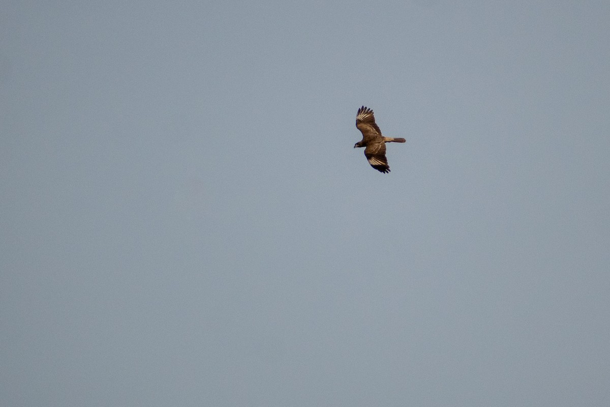 White-throated Caracara - ML639439597