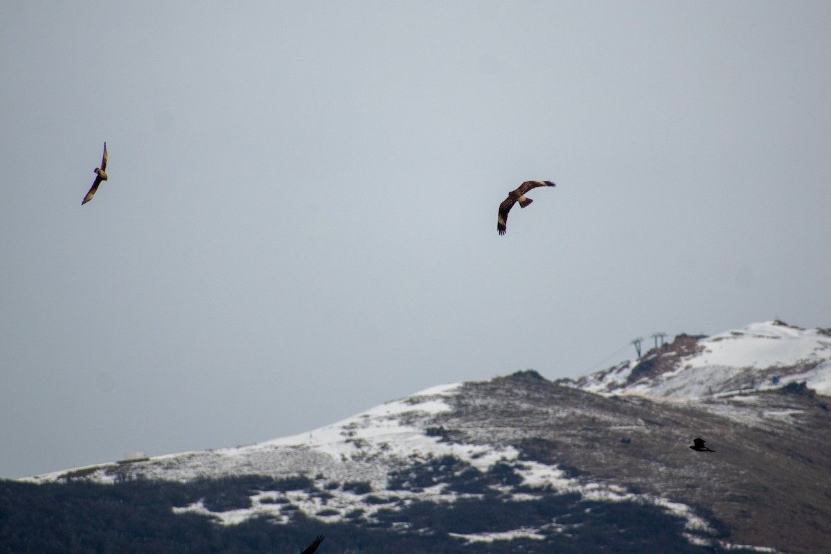 White-throated Caracara - ML639439599