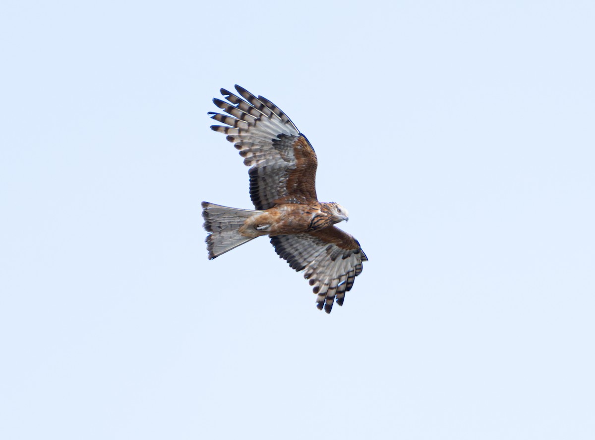 Square-tailed Kite - ML639439622