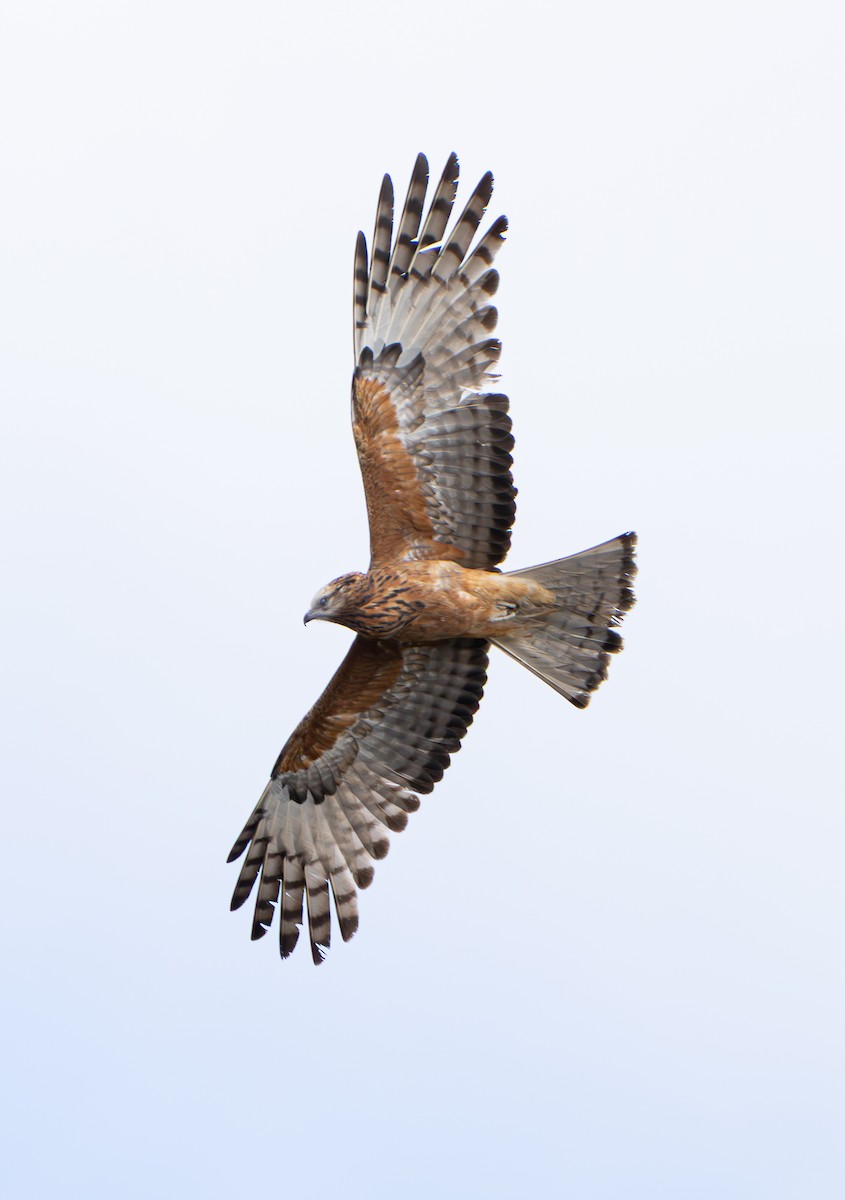 Square-tailed Kite - ML639439623