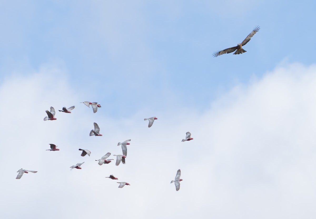 Square-tailed Kite - ML639439624