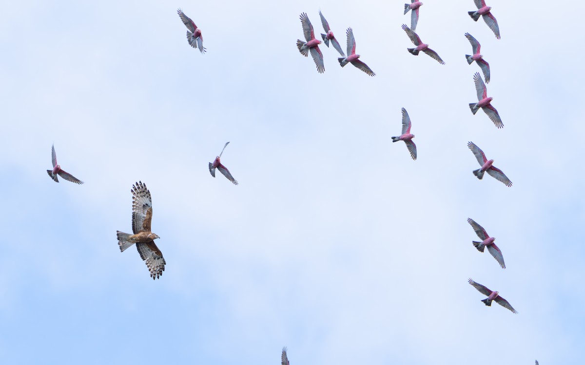 Square-tailed Kite - ML639439625