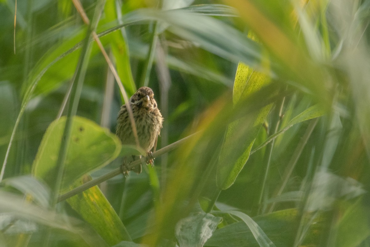 Reed Bunting - ML639439696