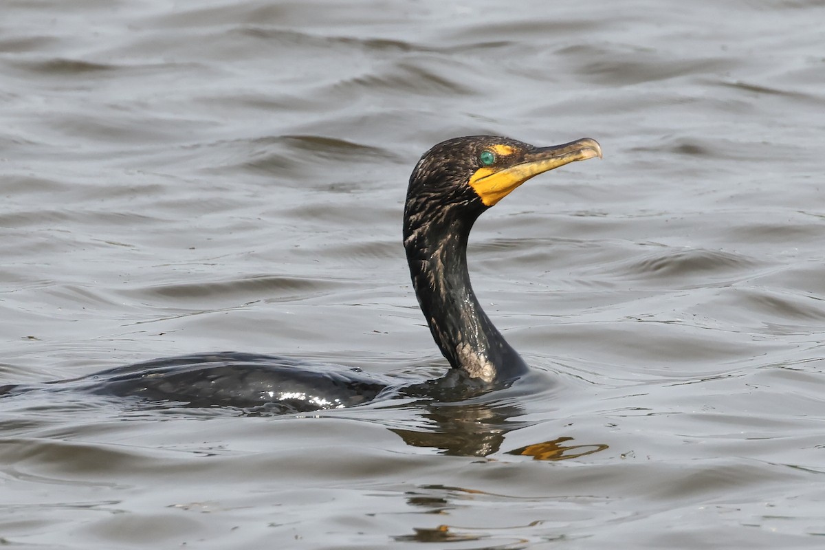Double-crested Cormorant - ML639439902