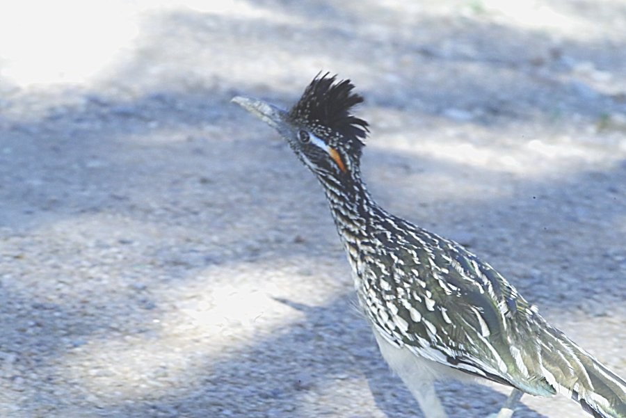 Greater Roadrunner - ML639439946