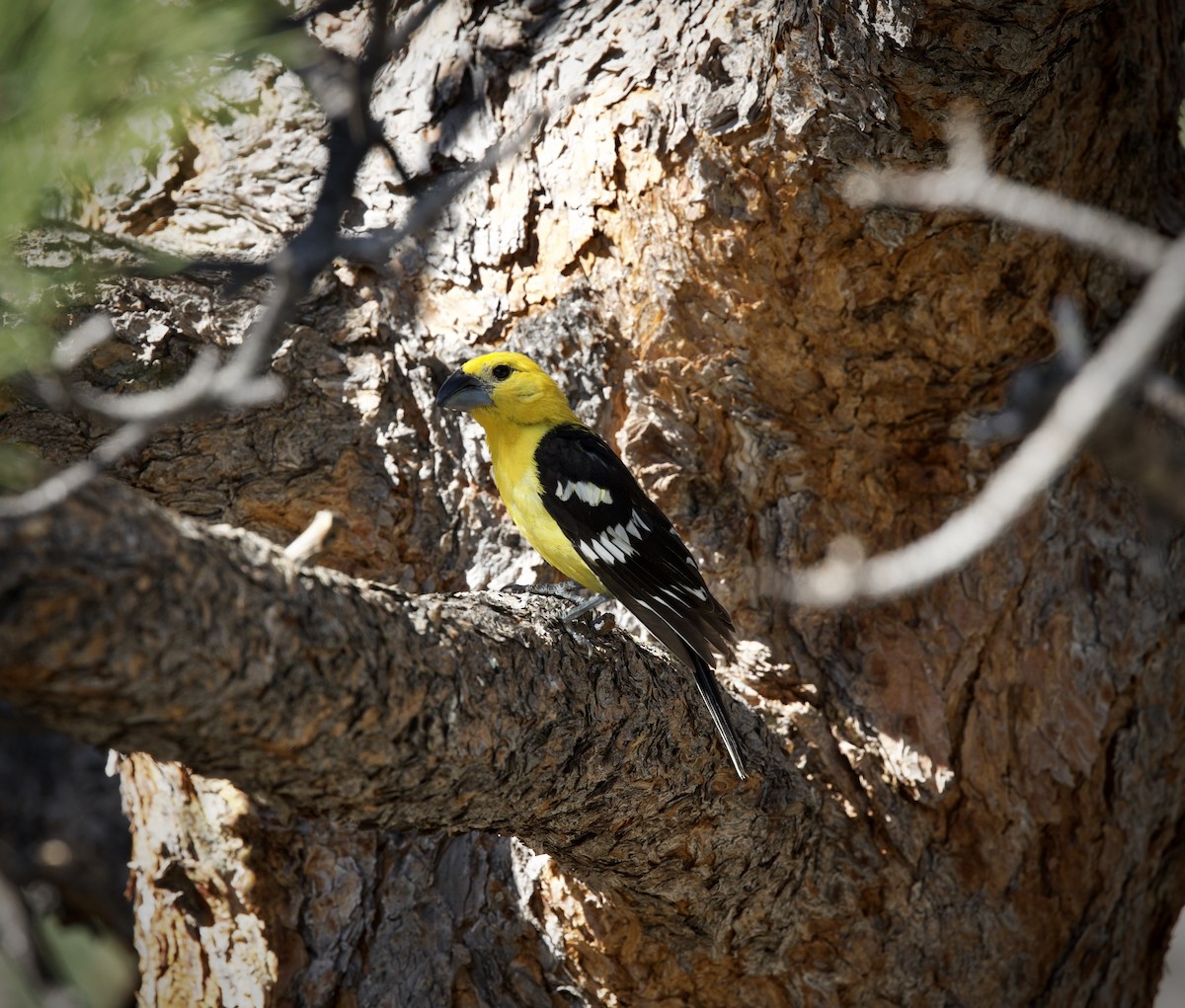 Yellow Grosbeak - ML639440014