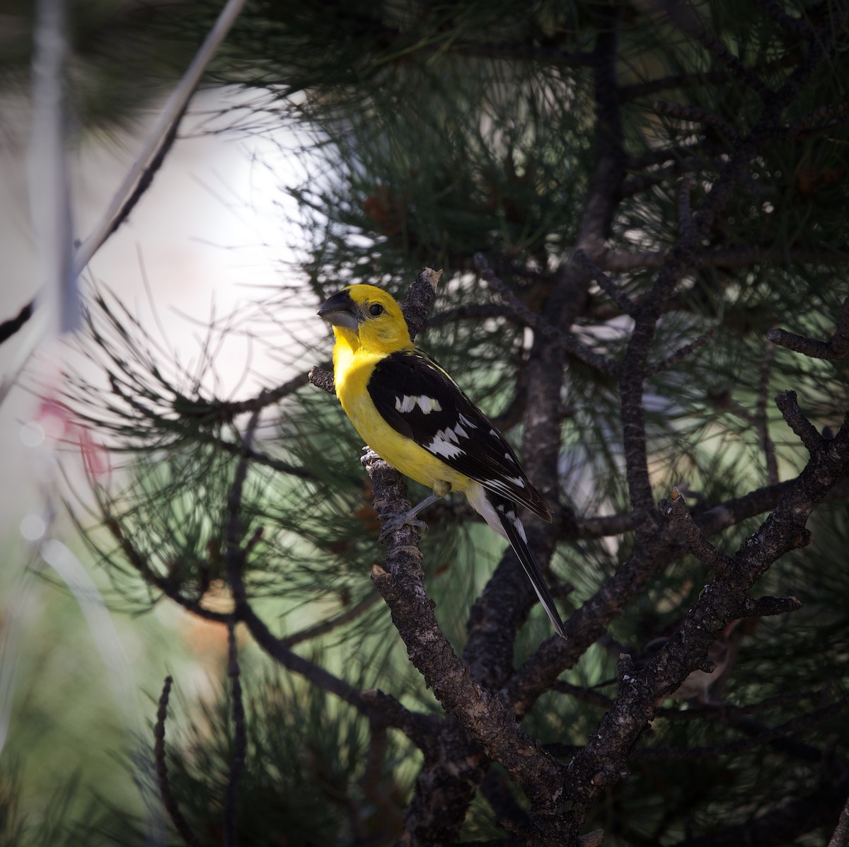 Yellow Grosbeak - ML639440027