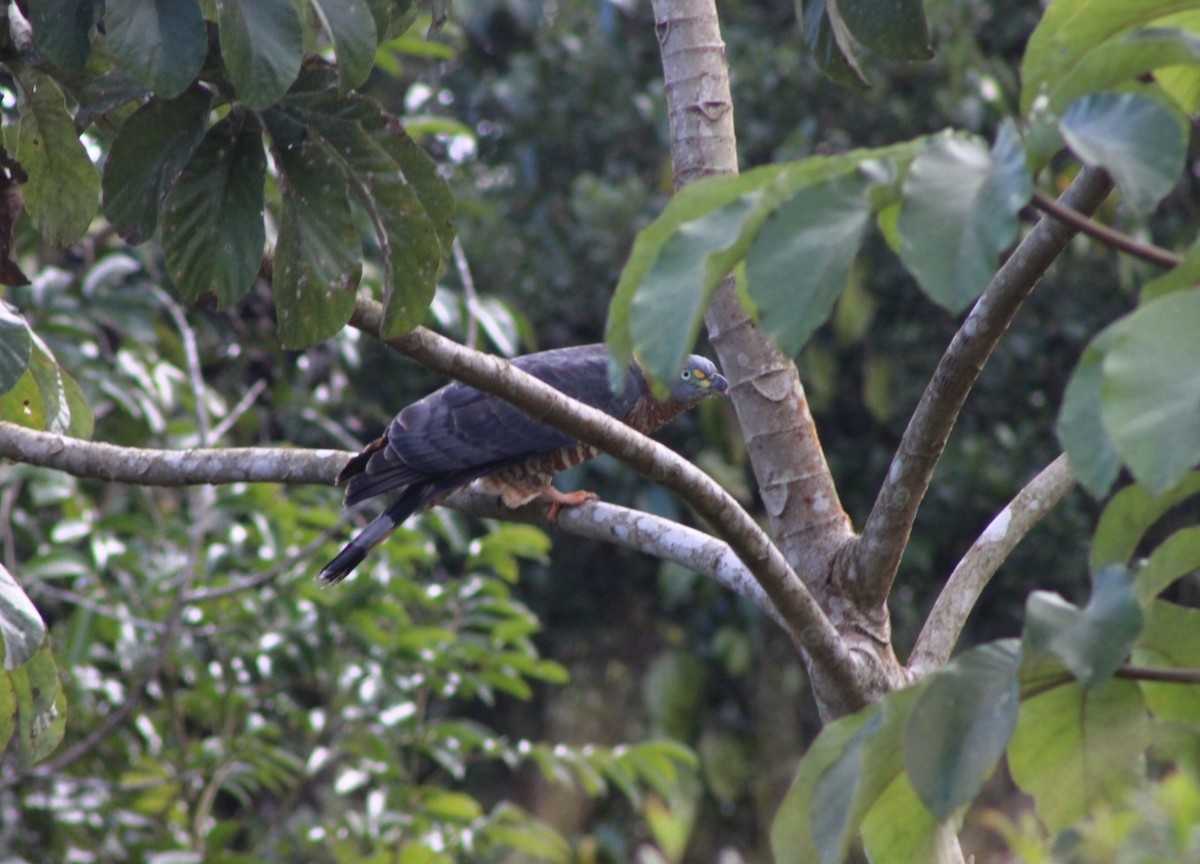 Hook-billed Kite - ML639440033