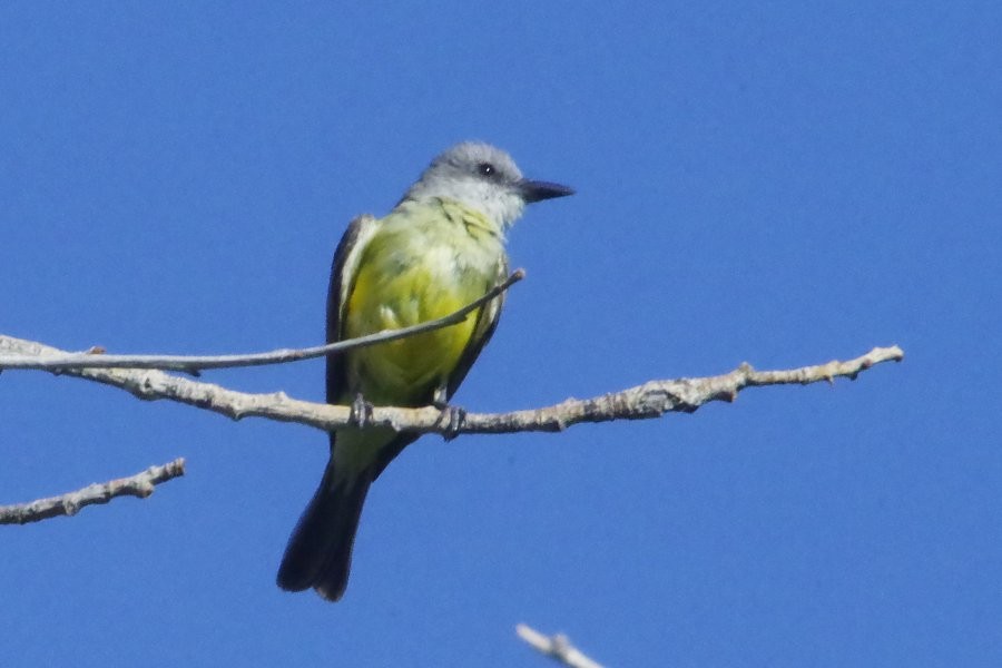 Tropical Kingbird - ML639440050