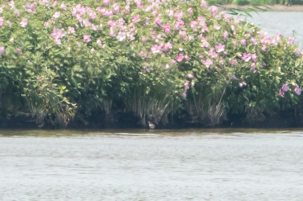 lyskonoh dlouhozobý - ML639440064