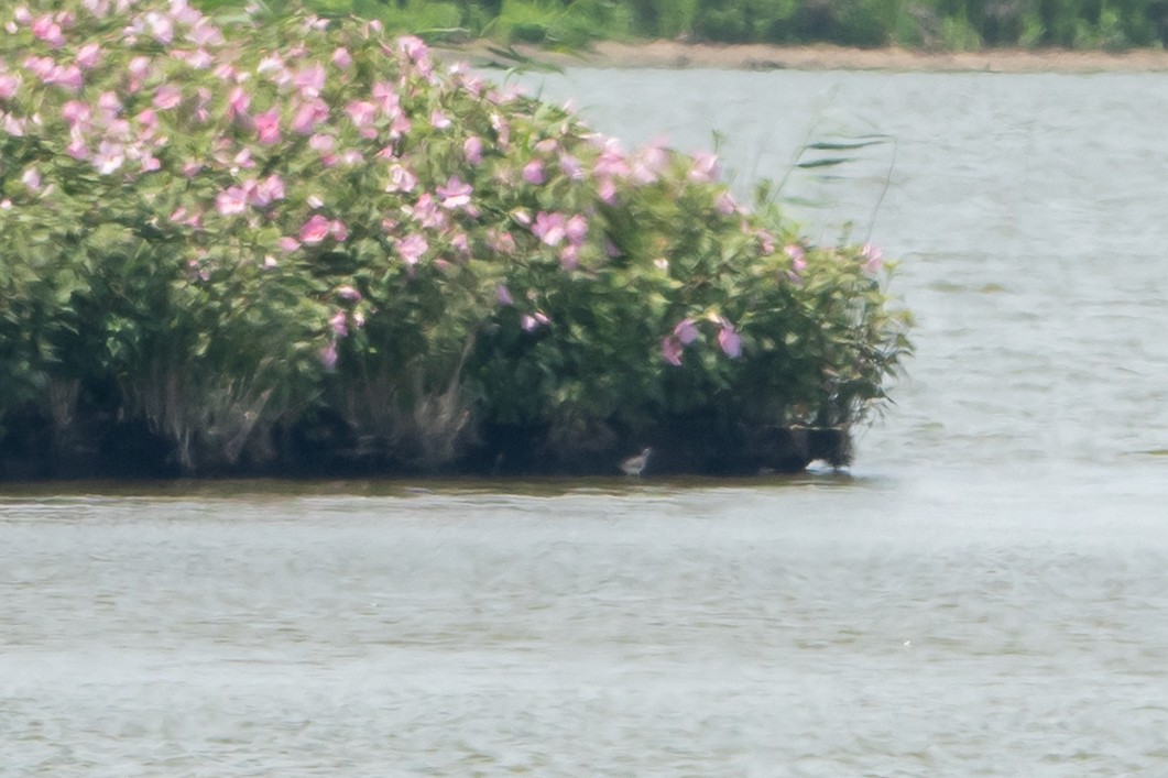 lyskonoh dlouhozobý - ML639440065