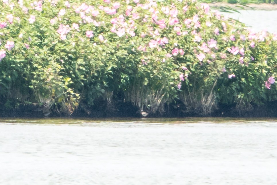 lyskonoh dlouhozobý - ML639440066