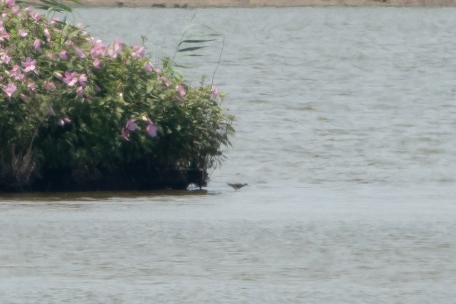 lyskonoh dlouhozobý - ML639440093