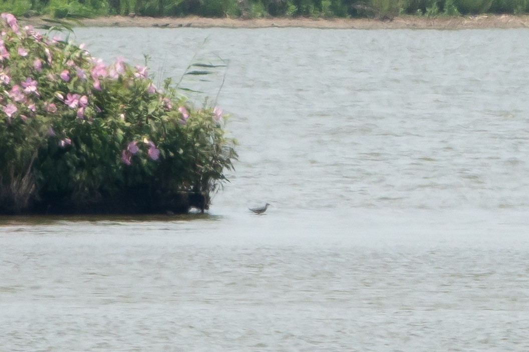 lyskonoh dlouhozobý - ML639440095