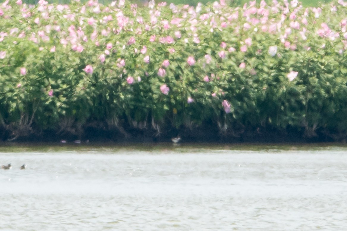 lyskonoh dlouhozobý - ML639440096