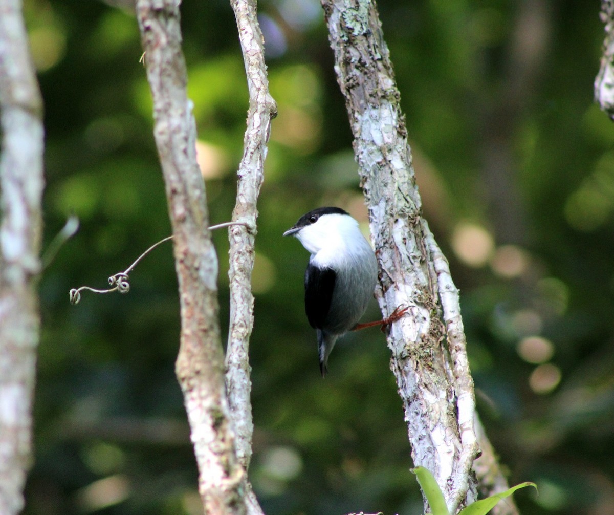 White-bearded Manakin - ML639440105