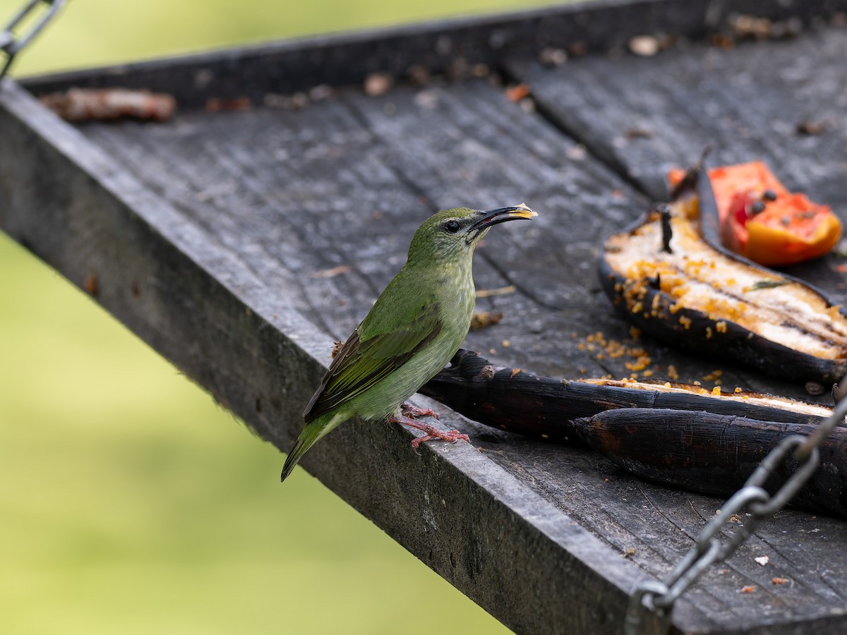 Red-legged Honeycreeper - ML639440110