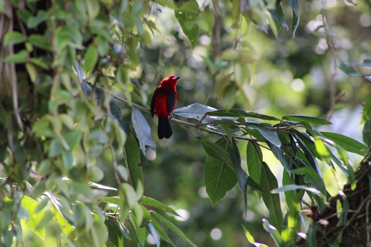Brazilian Tanager - ML639440124