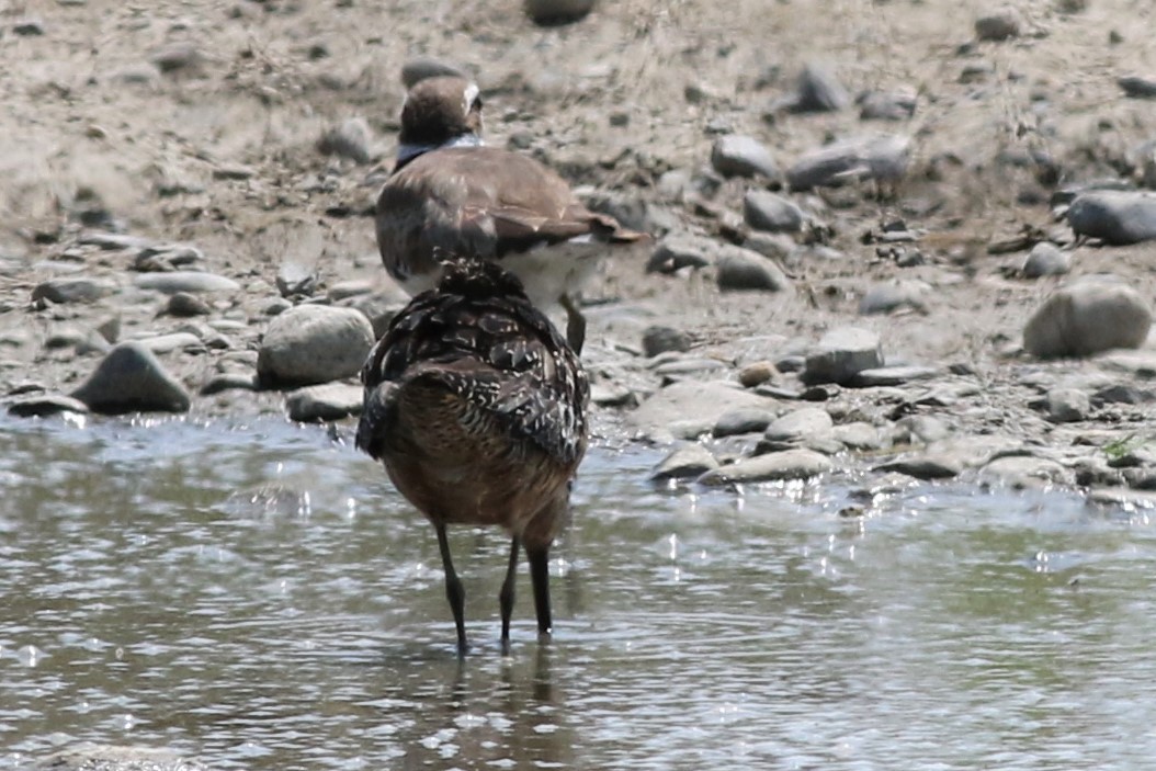 Long-billed Dowitcher - ML63944021