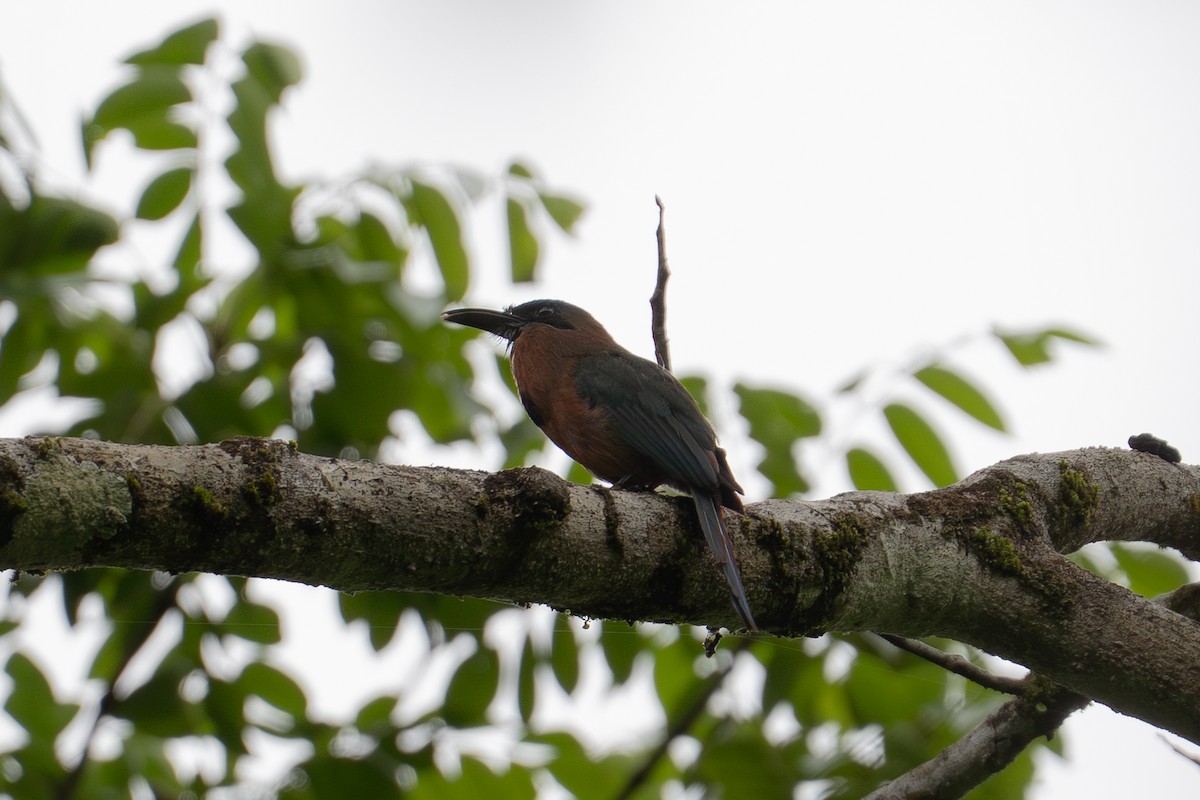 Keel-billed Motmot - ML639440287